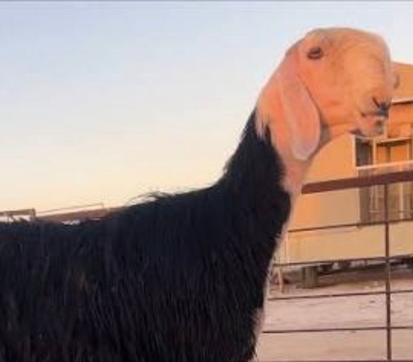 A Najdi sheep